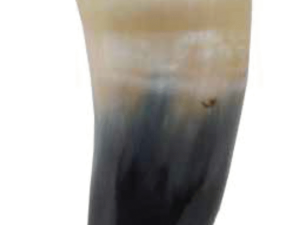 Viking Drinking Horn