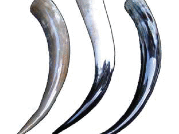 Viking Drinking Horn