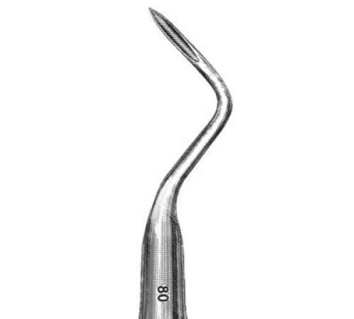ROOT TIP (1307)